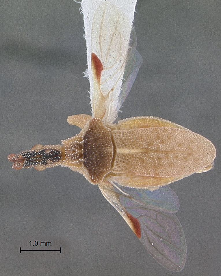 Lophoscutus